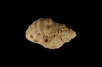 藏品(蚵岩螺)的圖片